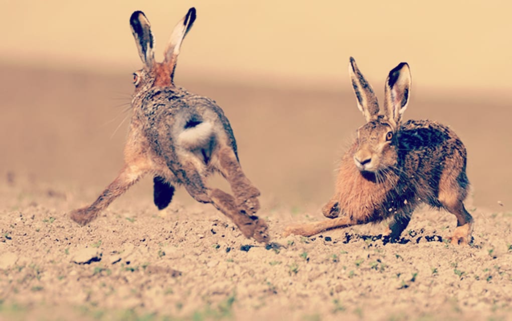 Why You Can't ‘Chase Two Rabbits’ in Ministry