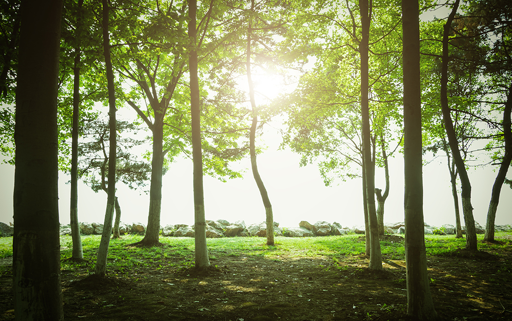 The Story of the Bible Told Through Trees