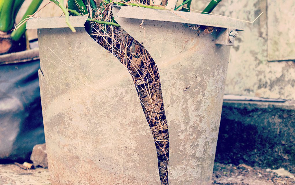 Preserve the Status Quo or Grow?