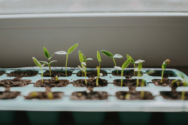 Multiplication Mission: Church-Planting Insights From Send Network